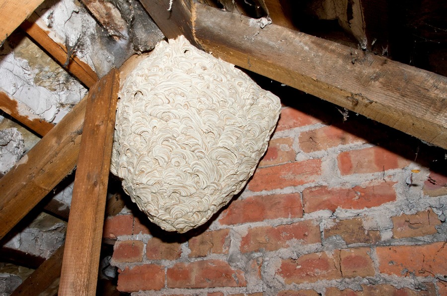 Why Deferring Wasp Nest Removal Turns a Problem for Your Property Why Deferring Wasp Nest Removal Turns a Problem for Your Property