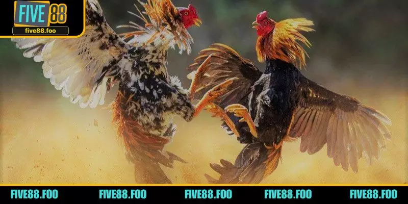 Playing Cockfighting Games at FIVE88 Casino: A Complete Guide to Features, Experience, and How the Game Works